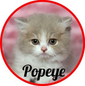 Gato_Popeye