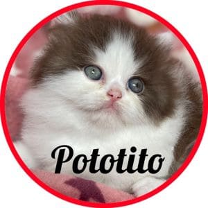 Gato_Pototito