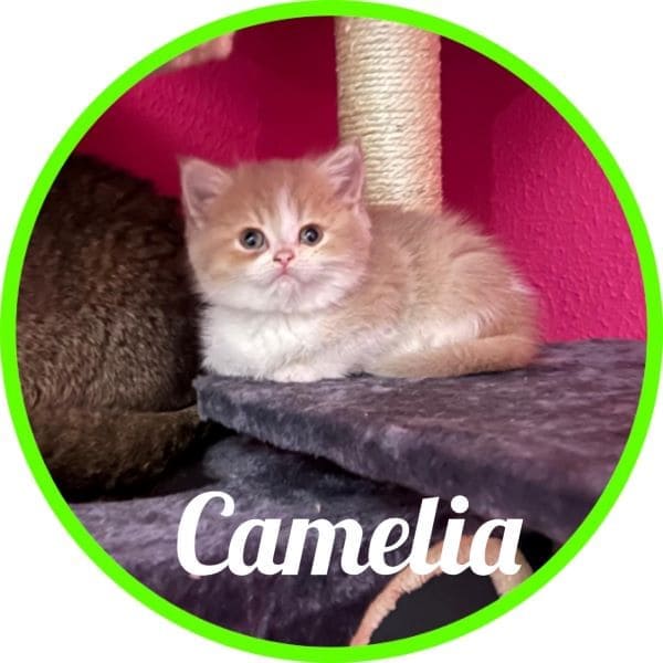 Gato Camelia