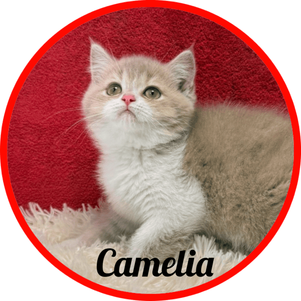Gato Camelia