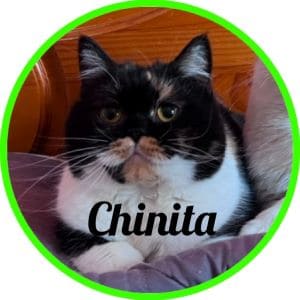 Gato_Nala