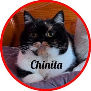 Gato_Chinita