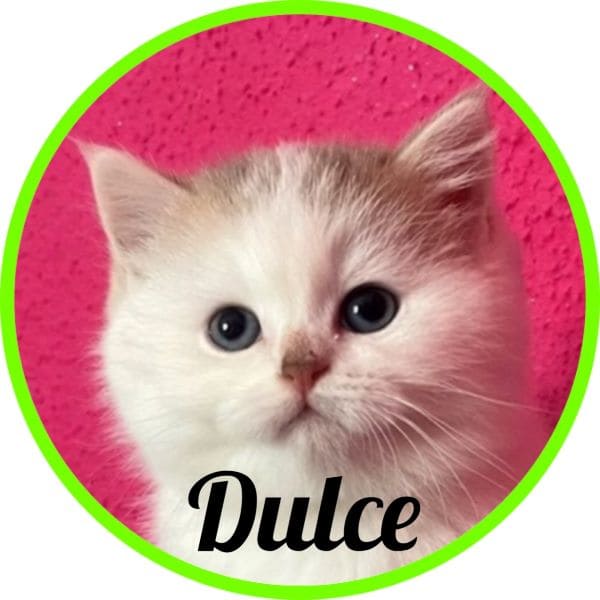 Gato Dulce