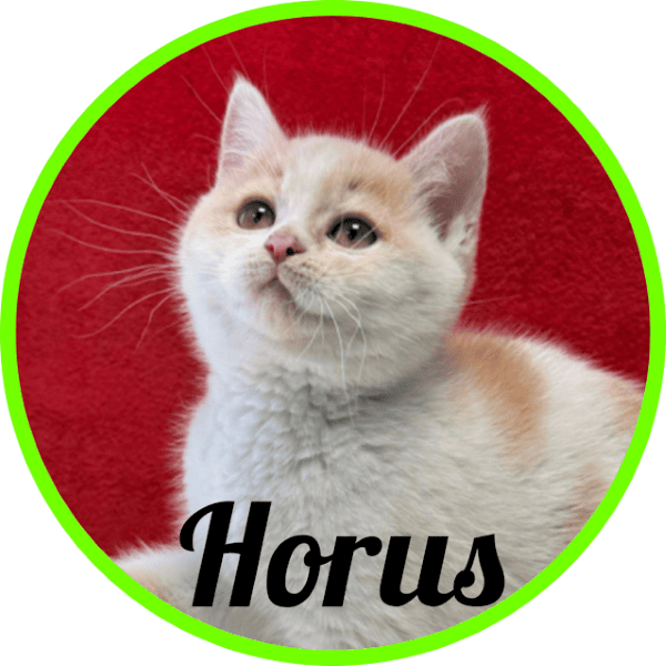 Gato Horus