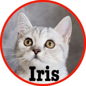 Gato_Iris