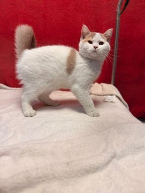 British Shorthair Keko De Logroño A