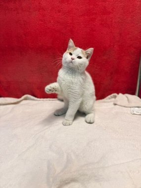 British Shorthair Keko De Logroño B