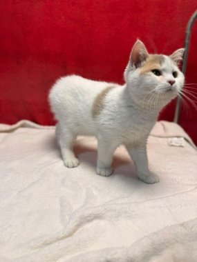 British Shorthair Keko De Logroño D
