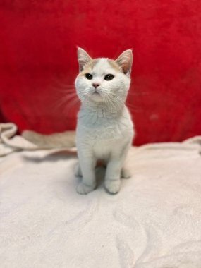 British Shorthair Keko De Logroño E