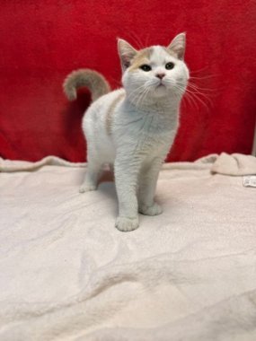 British Shorthair Keko De Logroño F