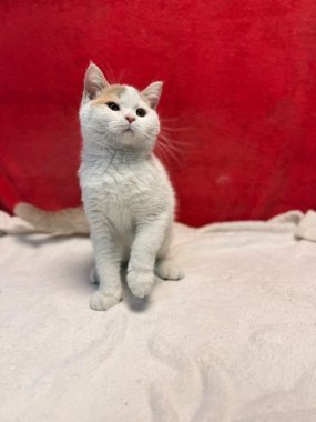 British Shorthair Keko De Logroño G