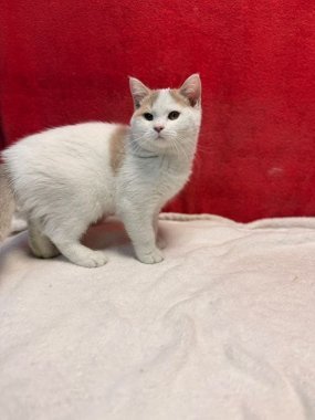 British Shorthair Keko De Logroño H