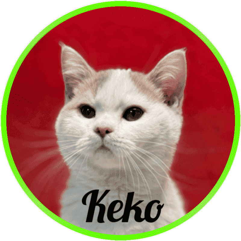 british_shorthair Keko De Logroño