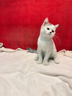 Kiko De Logroño