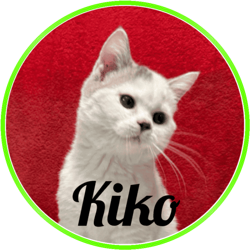 british_shorthair Kiko
