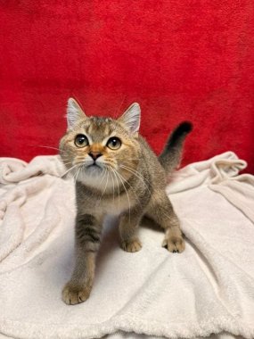 British Shorthair Mack De Logroño A