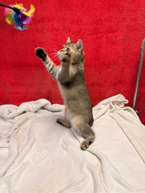 British Shorthair Mack De Logroño C