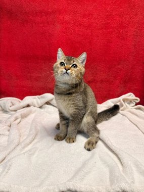 British Shorthair Mack De Logroño D