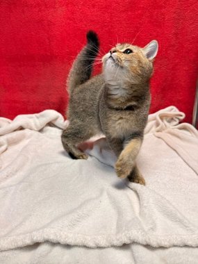 British Shorthair Mack De Logroño E