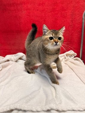 British Shorthair Mack De Logroño F
