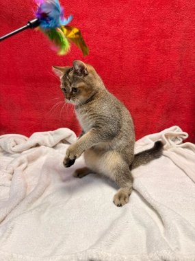 British Shorthair Mack De Logroño H