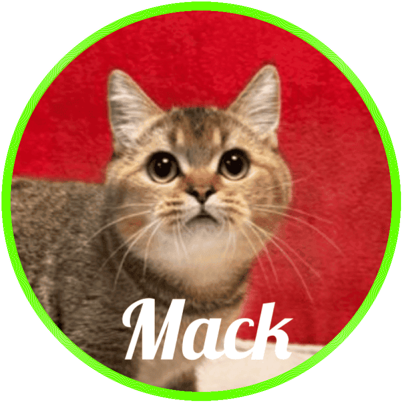 british_shorthair Mack De Logroño