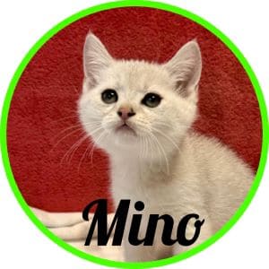 Gato_Mino
