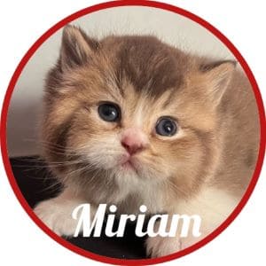 Gato_Miriam