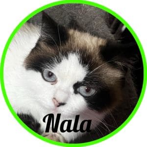 Gato_Nala