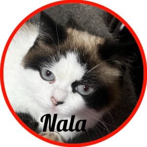 Gato_Nala