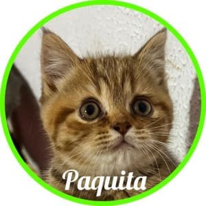 Gato_Paquita