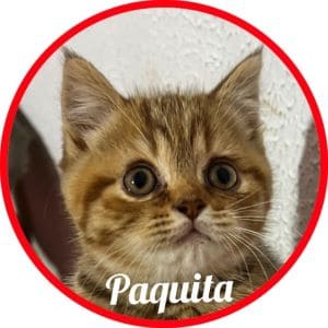 Gato_Paquita