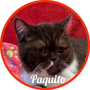 Gato Paquito