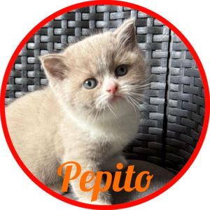 Gato_Pepito