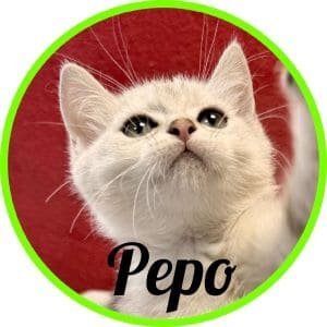 Gato_Pepo