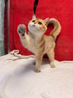 British Shorthair Perico De Logroño C