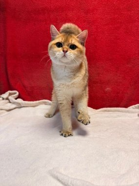 British Shorthair Perico De Logroño E