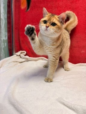 British Shorthair Perico De Logroño F
