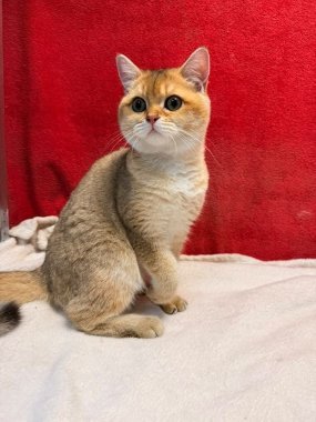 British Shorthair Perico De Logroño H
