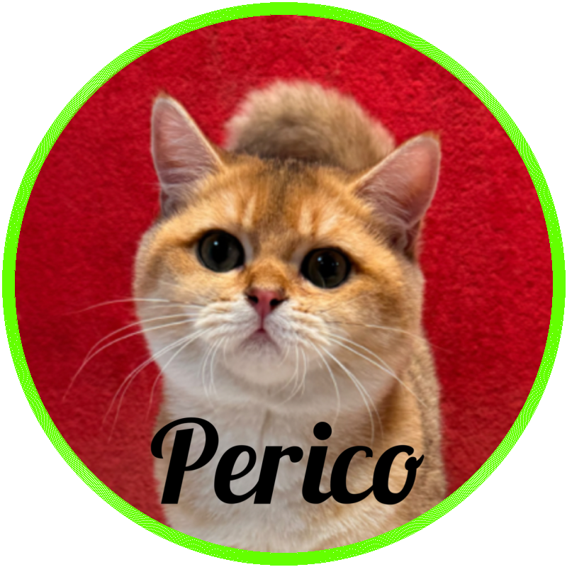british_shorthair Perico De Logroño