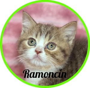 Gato_Ramoncín
