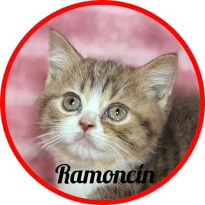 Gato_Ramoncín