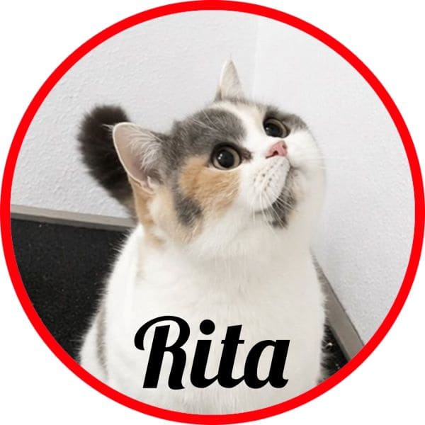 Gato Rita