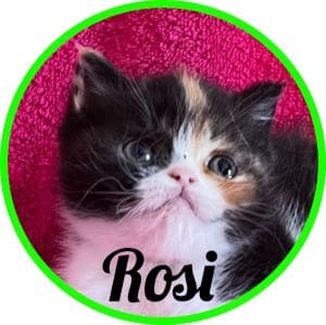Gato_Rosita