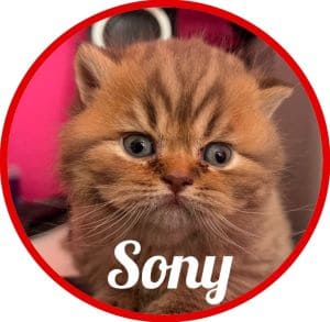 Gato_Sony