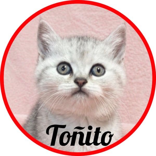 Gato Tonito