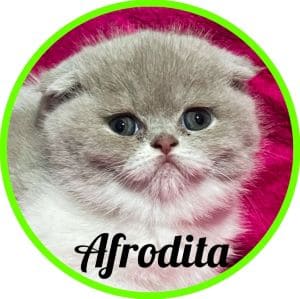 Gato_Afrodita