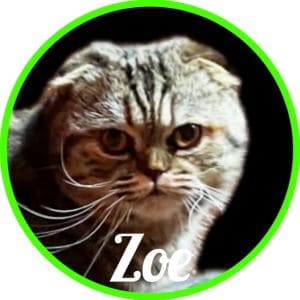 Gato_Nala