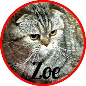 Gato_Zoe