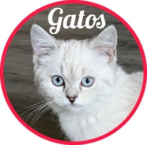 Gatos